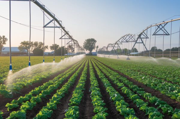 Cultivo de lechuga con un sistema de riego por goteo, ilustrando la entrega precisa de agua en hileras de plantas verdes.